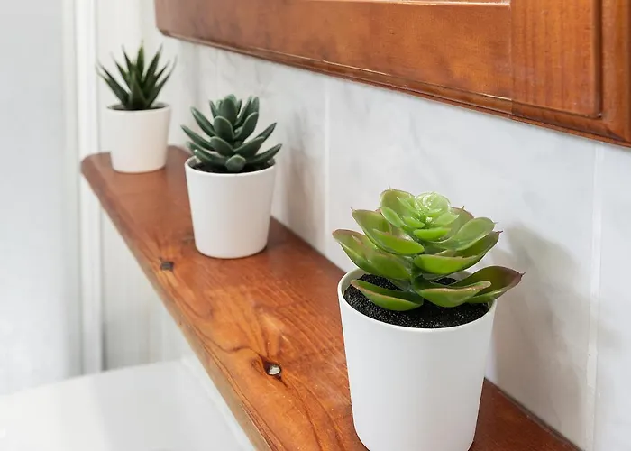 Monko Cactus Торремолінос